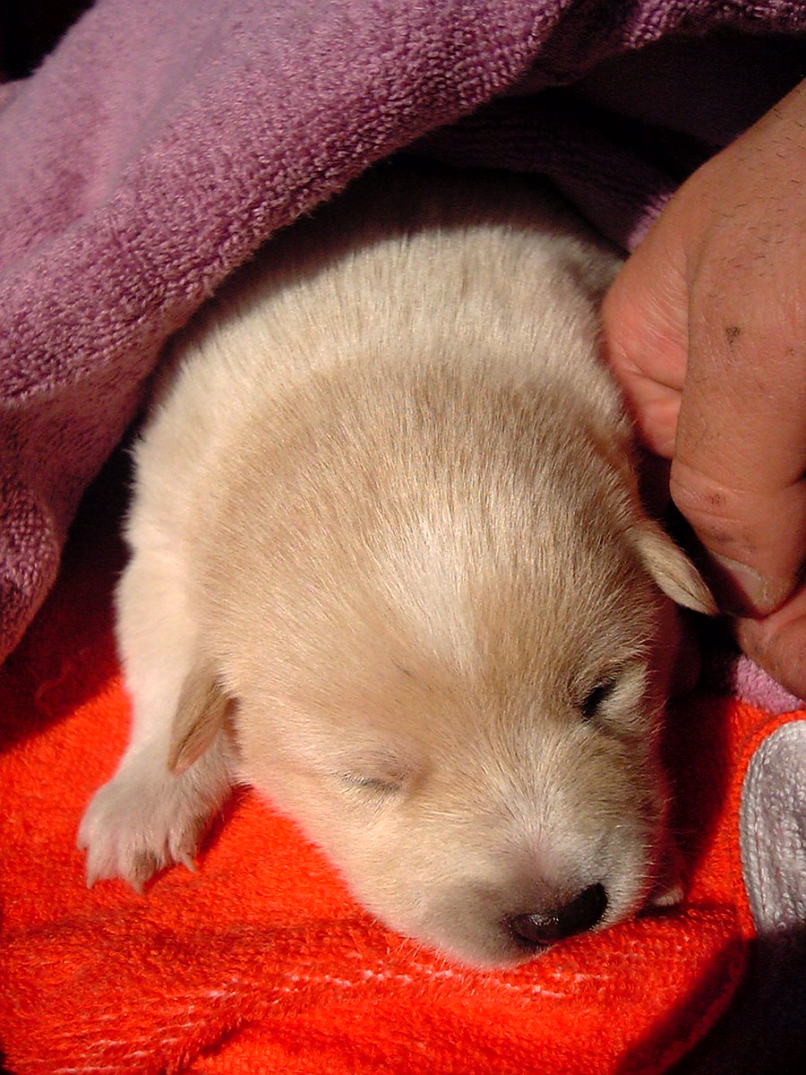 sakkurusan 世代によりますな。写メ機能第1世代は0.7MPc./320×240dpi