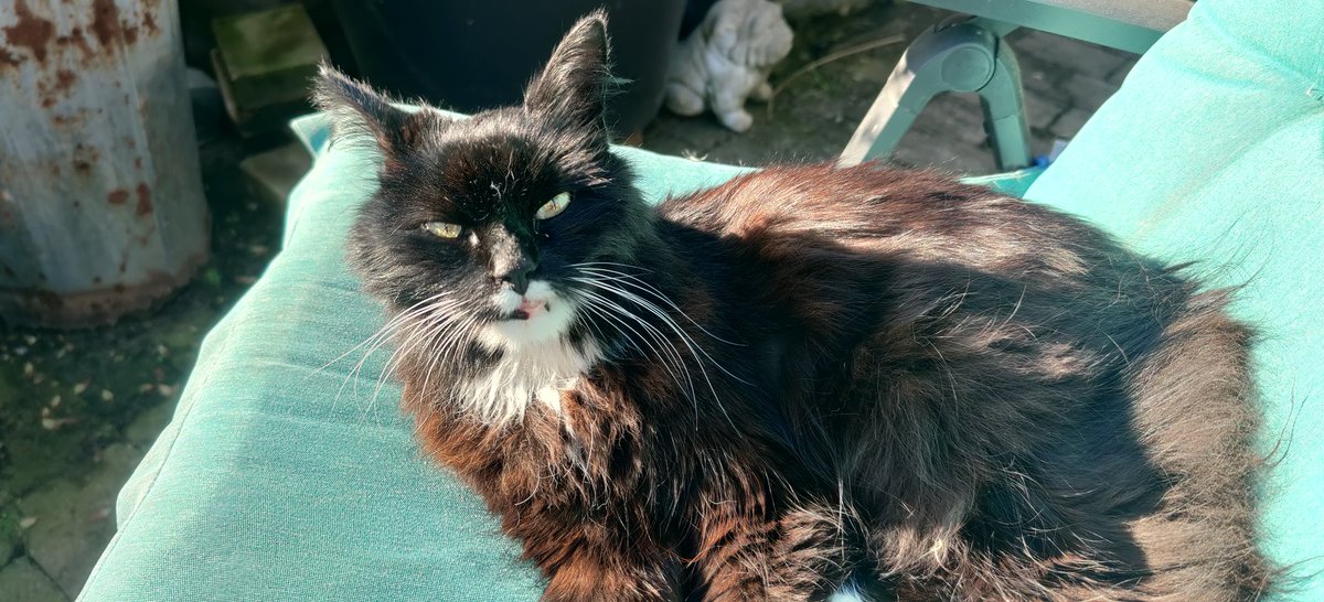 Piepersnijder tweet media