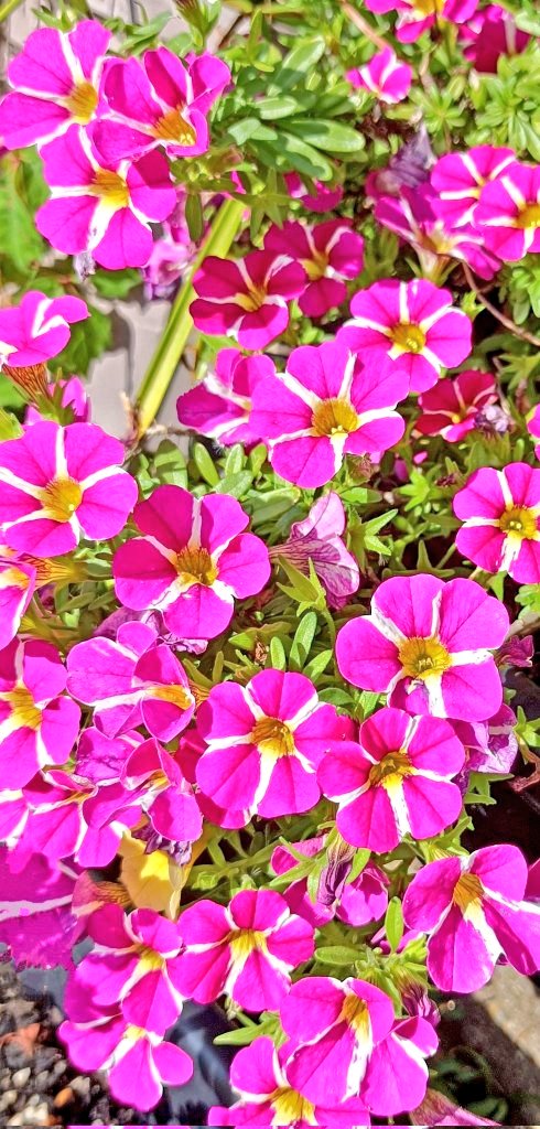 #ピンクシャツデー👚

今日も、いいね♡やリプ、リポスト💌ありがとうございました🙏🥹💕

一日💫お疲れさまでした🫖☕

どうぞゆっくり😴休んで下さいね✨💖🤗

#365日ピンクシャツデー 👚✨
イジメは犯罪です!!お忘れなく!!