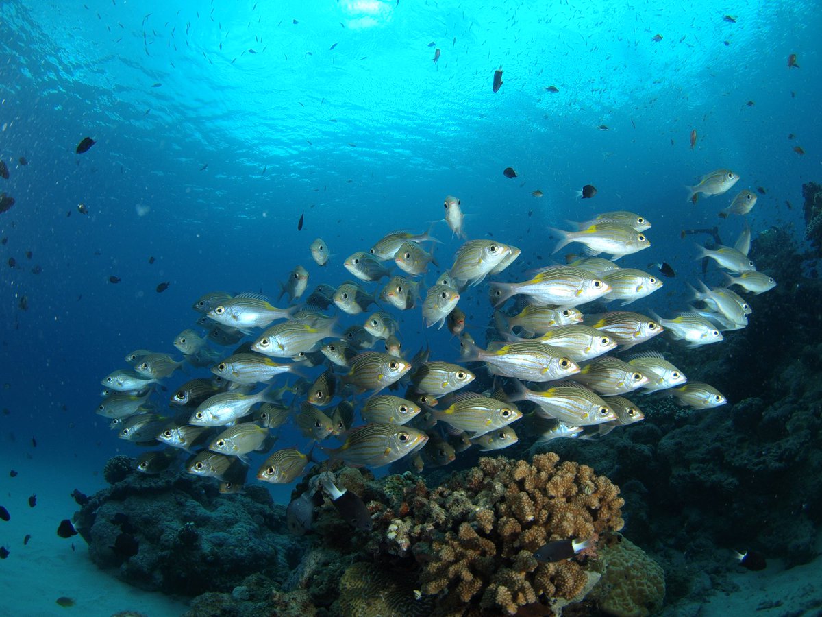 そういえば、クジラを見に行ったきっかけでダイビングのCカードをとっ