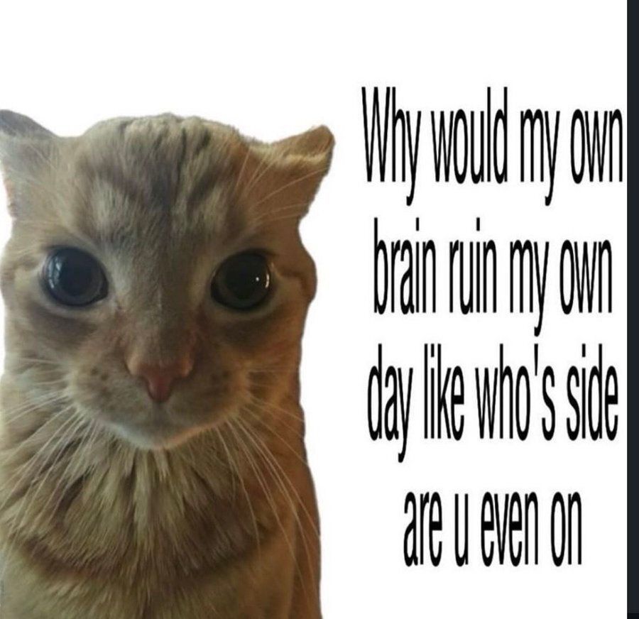 Cool Cat Society tweet media