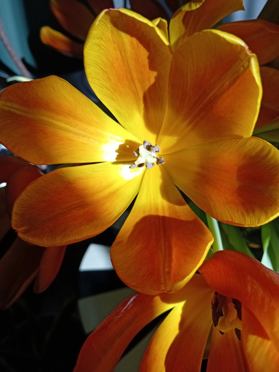 ellen van ree tweet media