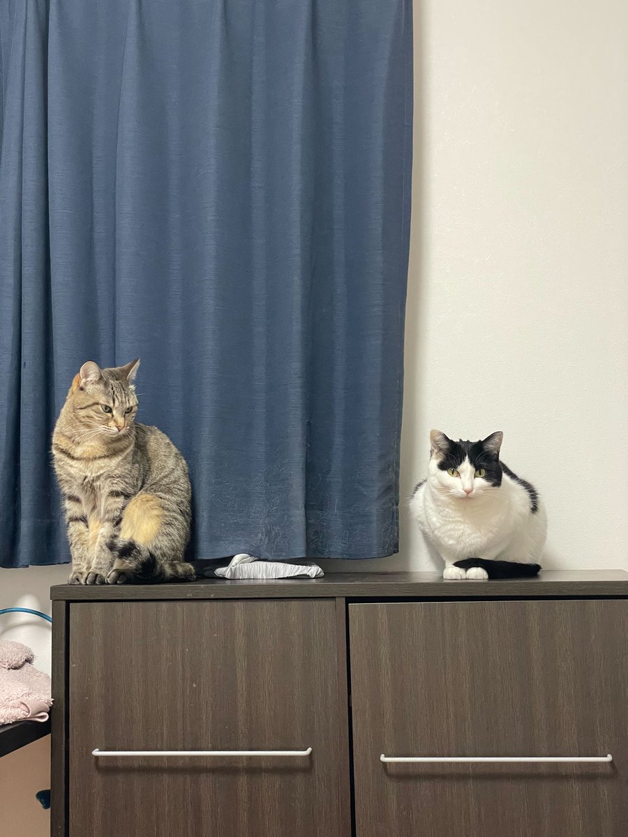 皆さま、今日もお疲れ様でした🐱

関東は、久しぶりのしっかりした恵みの雨になりましたね☔️
水不足も心配されていましたが、すこしでも解消されますように

それでは、皆さんおやすみなさい💤

#企業公式がお疲れさまを言い合う 
＃企業公式相互フォロー
＃猫