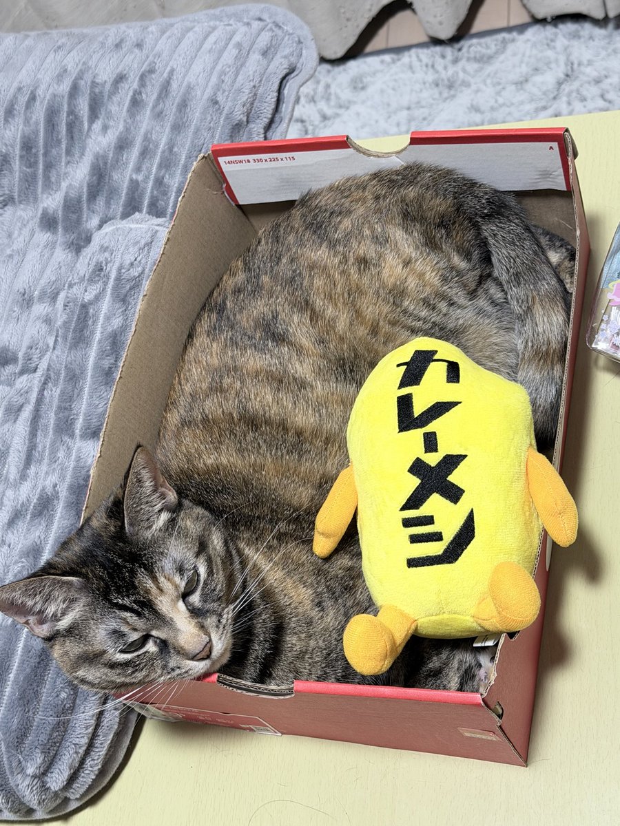 乗せて遊んじゃった