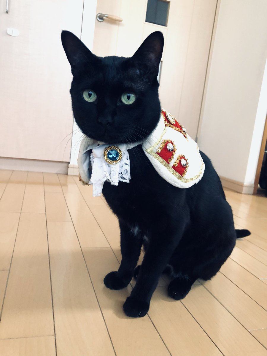 おやすみせかい🐈‍⬛ これは2020年の王子様な猫。