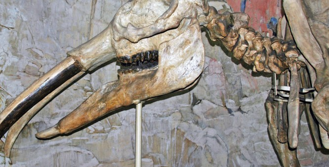 PaleontologieFr's tweet image. Le hasard et la #paléontologie :
La fabuleuse histoire des #fossiles du sous-sol simorrain 🇫🇷 !
#Miocène #Gers #Occitanie #Proboscidea

lepetitjournal.net/32-gers/2026/0…