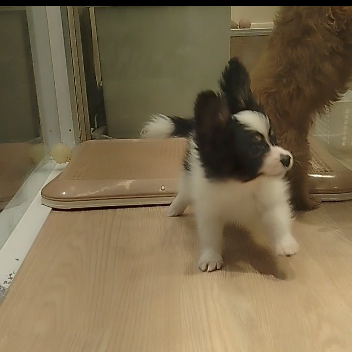 2年前の今日2/25、たまたま寄ったペットショップに可愛いパピヨンおったのだ。暴れんぼうでこんなに可愛いのに売れずにのこってた犬🐶2か月経ってもペットショップにいたのでお迎えしました、そう。蓮くんです🐕まだまだ中身は赤ちゃんでこのときと何も変わらない😂(ｶﾜﾗﾅｸﾃｲｲﾖ)