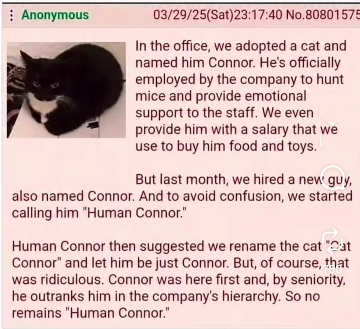 We don't deserve cats 😺 tweet media