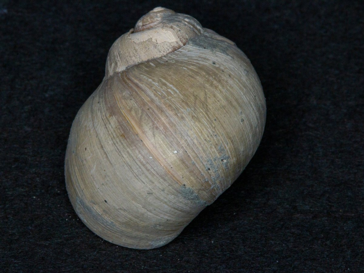 連光寺層の巻き貝の化石をクリーニングしてみたところ、ほぼ完全な形で