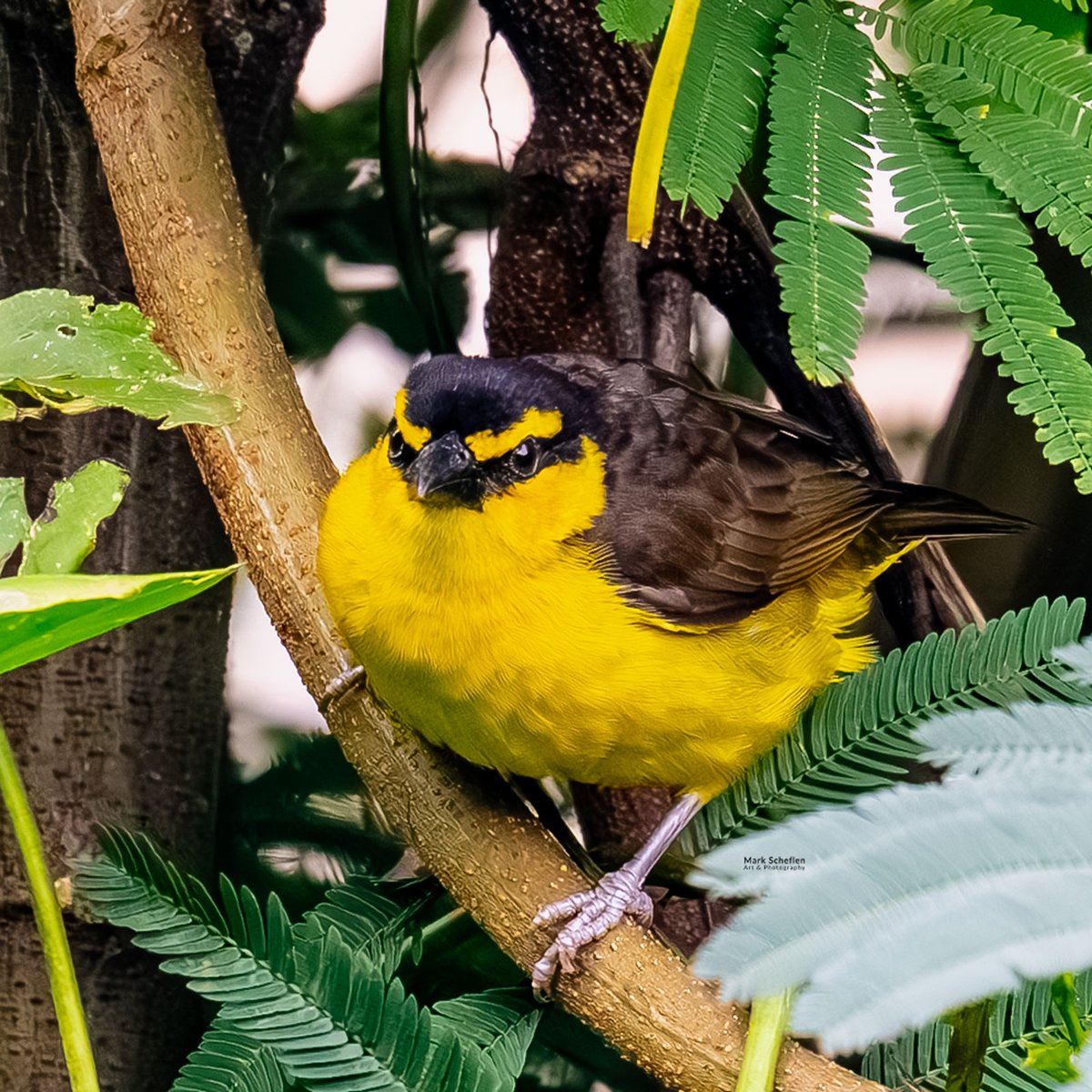 charlieschef's tweet photo. Black-necked Weaver, #BwindiImpenetrableforest #Ruhija #AlbertineRift #endemics #Uganda #montaneforests #birdsofafrica #birdsseenin2026 #weavers #birds #birdphotography #wildlife #biodiversity https://t.co/IlAnL7K0U7 https://t.co/JTpTkDGOMD