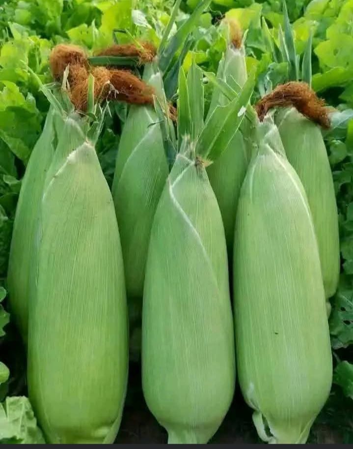 We have also procured 3,000 outdoor parasols and 2,000 branded aprons to support our small-scale traders and enhance their working environment.
#MachakosCountyAddress