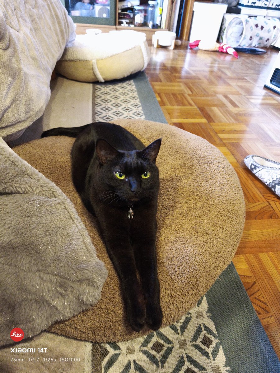 lifewithcats28's tweet photo. 雨降ってるね〜。
#黒猫 https://t.co/aVnSAx0mPa