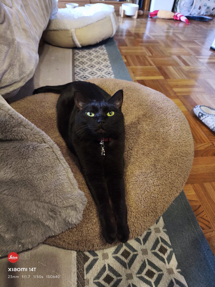 lifewithcats28's tweet photo. 雨降ってるね〜。
#黒猫 https://t.co/aVnSAx0mPa