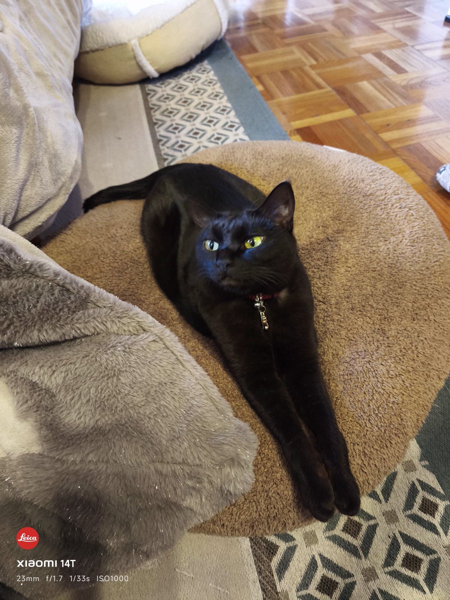 lifewithcats28's tweet photo. 雨降ってるね〜。
#黒猫 https://t.co/aVnSAx0mPa