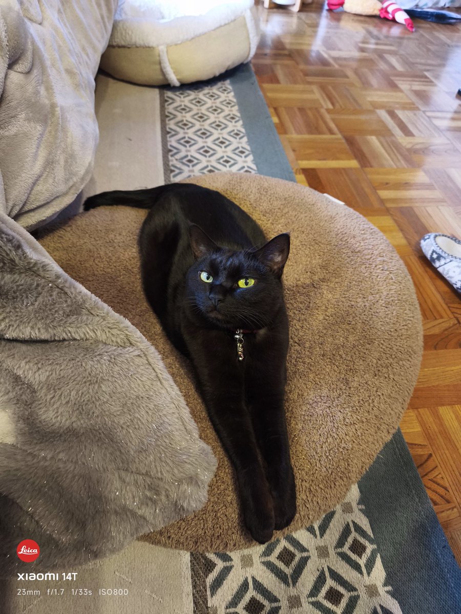 lifewithcats28's tweet photo. 雨降ってるね〜。
#黒猫 https://t.co/aVnSAx0mPa