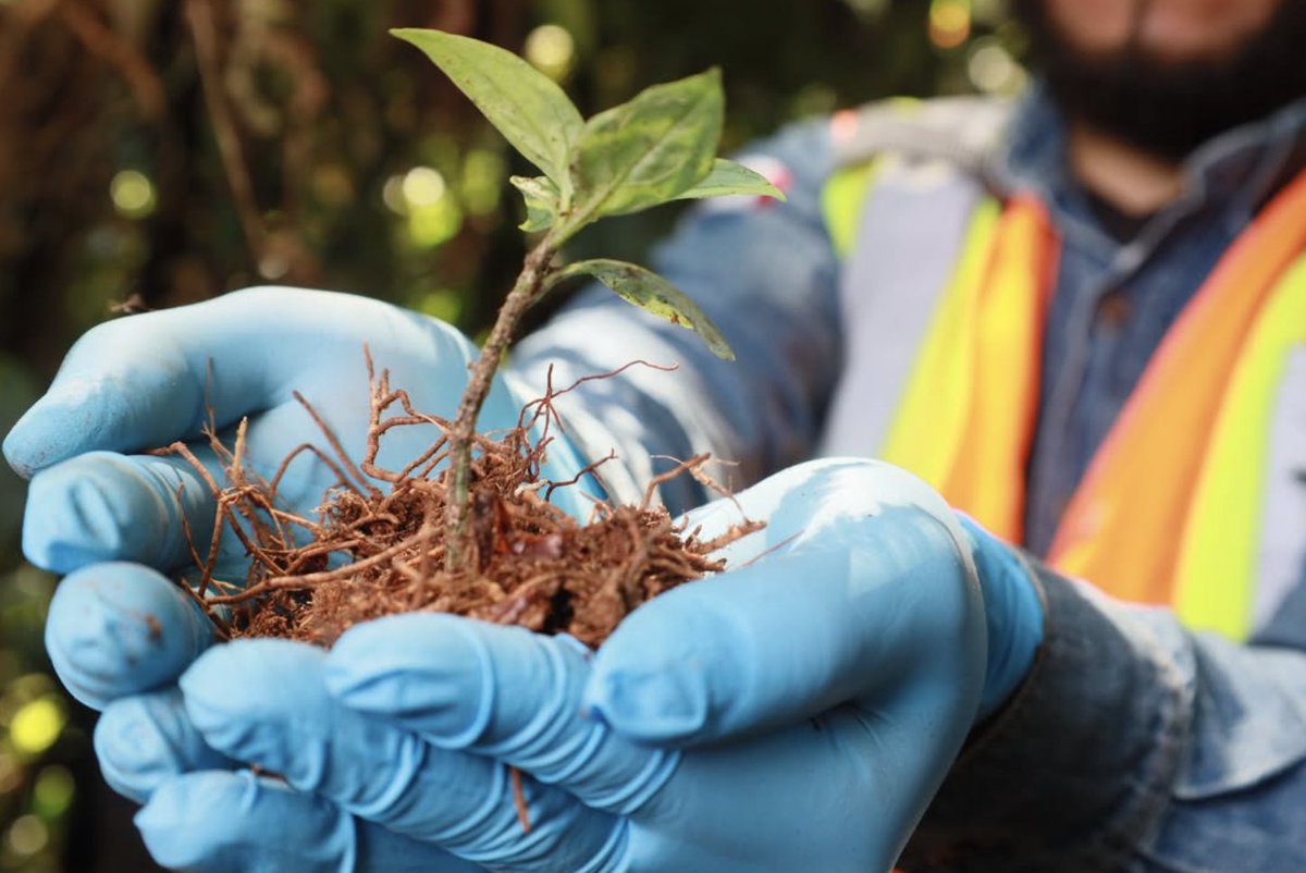 Lundin Gold tweet media