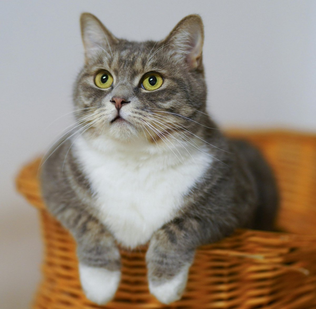 🐈 Countries with the most Cats:

1. 🇺🇸 United States: 74.2M
2. 🇨🇳 China: 53.1M
3. 🇷🇺 Russia: 23.1M
4. 🇩🇪 Germany: 15.2M
5. 🇫🇷 France: 14.9M
6. 🇧🇷 Brazil: 13M
7. 🇬🇧 United Kingdom: 12.2M
8. 🇮🇹 Italy: 10.5M
9. 🇮🇳 India: 10M
10. 🇯🇵 Japan: 9.6M
11. 🇺🇦 Ukraine: 7.9M
12. 🇨🇦 Canada: