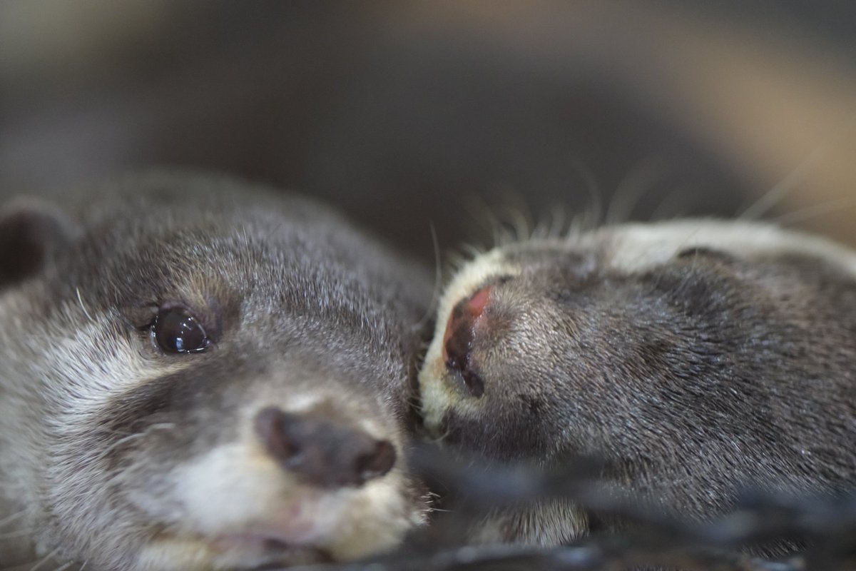 好きピ おやすみなさい💤 願うのは… 健やかで穏やかな日々 ※げんたのお