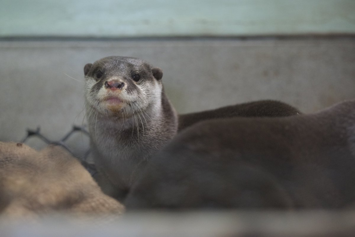 好きピ おやすみなさい💤 願うのは… 健やかで穏やかな日々 ※げんたのお