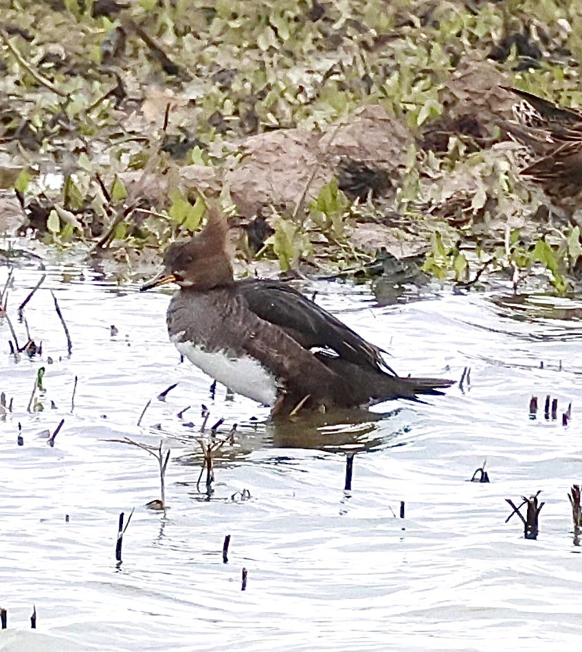 Marc Hunt tweet media