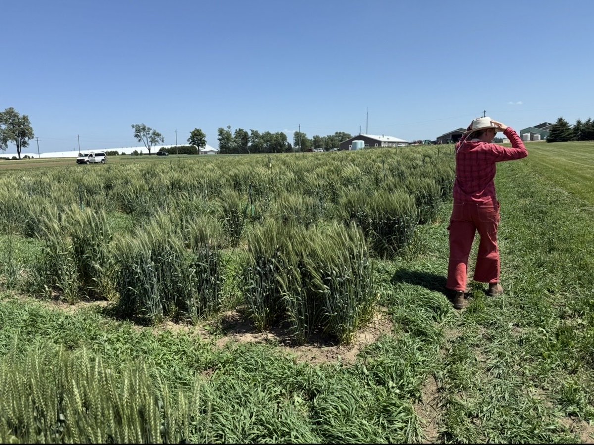 Big Island Seeds tweet media