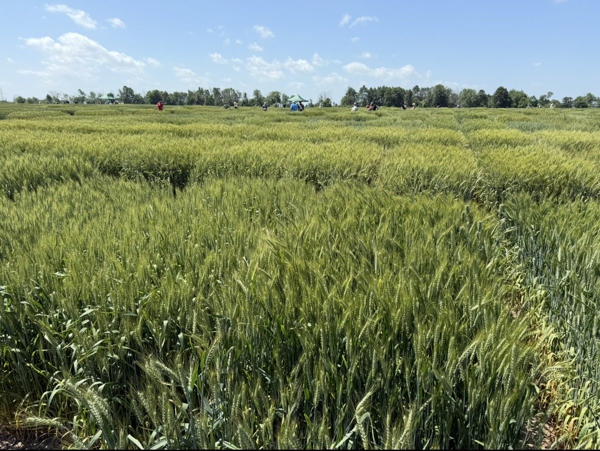 Big Island Seeds tweet media