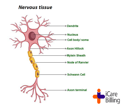 icarebilling's tweet photo. Nervous tissue is found in the brain, spinal cord, and nerves. It is responsible for coordinating and controlling many body activities. It stimulates muscle contraction, and plays a major role in emotions, memory, and reasoning.   
#icarebilling, an American #HealthcareIT company https://t.co/Ju880SO4OE