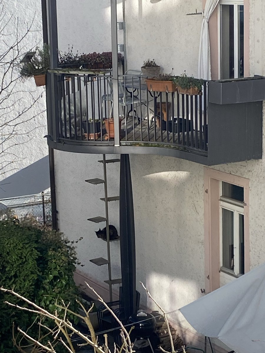 Ich has üch ja gseid, chum isch d Sunne dusse gsehni wieder so viel Katze