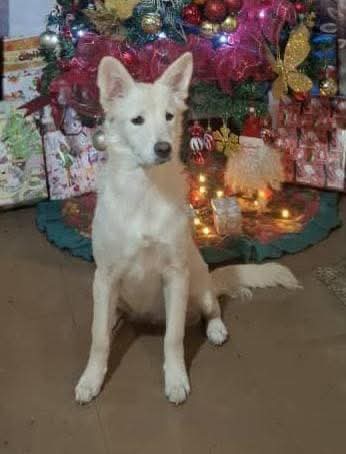 Esta perrita mestiza de 9 meses está en adopción con carácter de urgencia  sus cuidadores actuales viven en una casa de alquiler y no le permiten tenerla, es cariñosa.  Ayudemos a darle una casa hogar permanente llena de amor, Caracas  +58 424-1314052