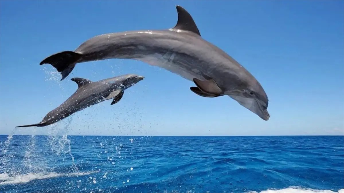 SIN24Horas's tweet image. Delfines y marsopas presentan sustancias químicas procedentes de desechos electrónicos #NoticiasSIN #Delfines #Marsopas #Contaminación #MedioAmbiente #DesechosElectrónicos

Detalles en: noticiassin.com/delfines-y-mar…