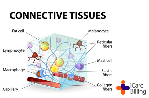 icarebilling's tweet photo. Connective tissue is composed primarily an extracellular matrix &amp;  limited number of cells. Most connective tissues composed of ground substances, fibers &amp; cells, although blood &amp; lymph are specialized fluid connective tissues without fiber.
#icarebilling, the best #RCM Company https://t.co/LHd2RdMYSp