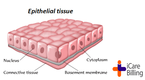 icarebilling's tweet photo. Epithelial tissues are widespread throughout the body.  They perform a variety of functions include protection, secretion, absorption, excretion, filtration, diffusion, and sensory reception.                                   
#icarebilling, best #medicalbilling solution provider https://t.co/KVfWc7kBiZ