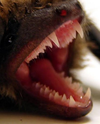 𝙻𝚊𝚗𝚊᠃ ❀ VAI VER O BTS² E O LEWIS HAMILTON tweet media