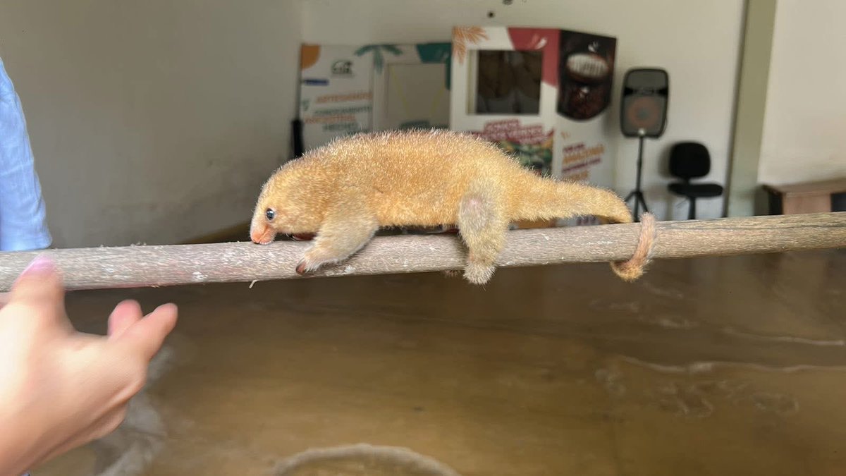 Corporación CDA tweet media