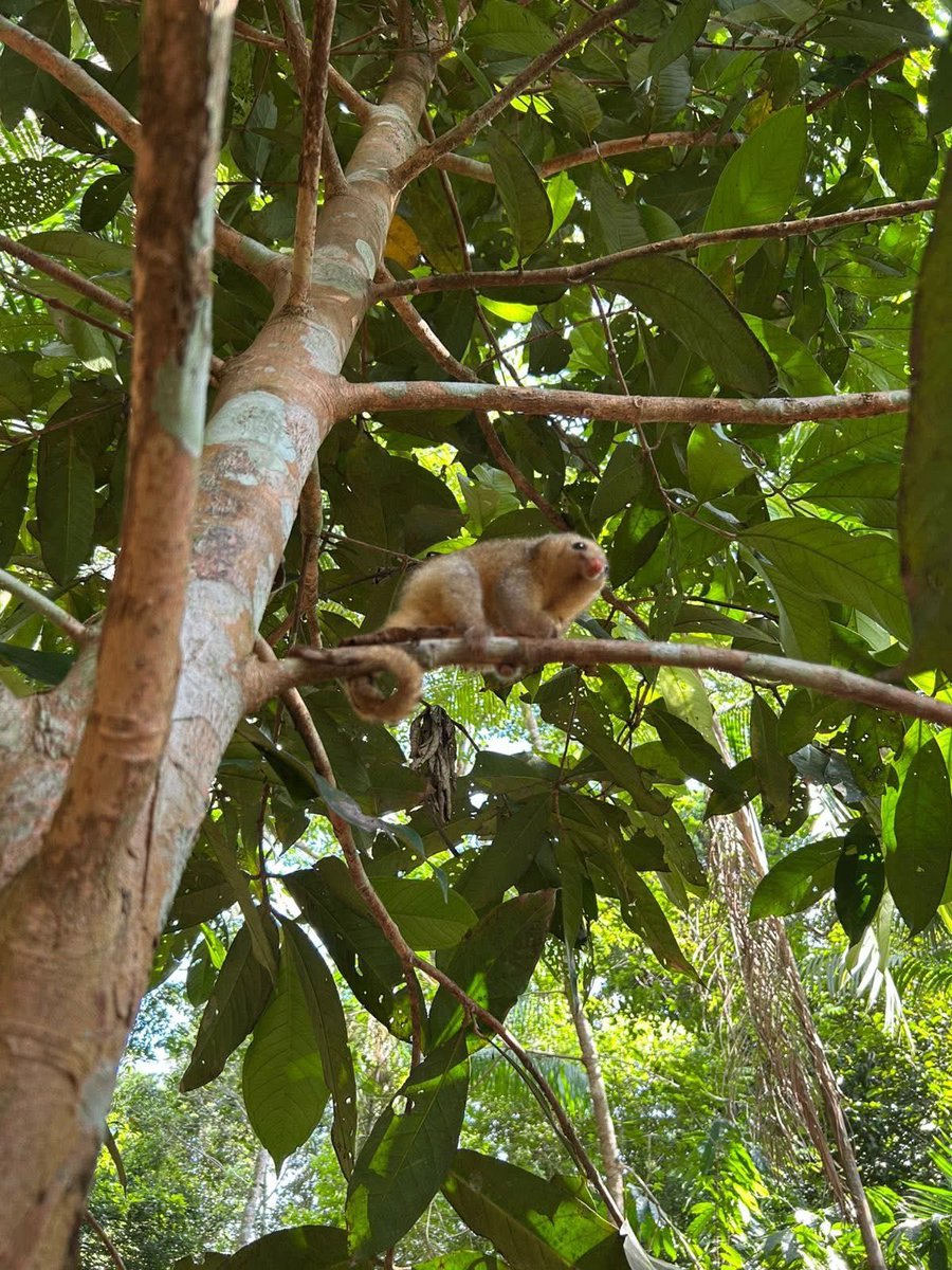 Corporación CDA tweet media