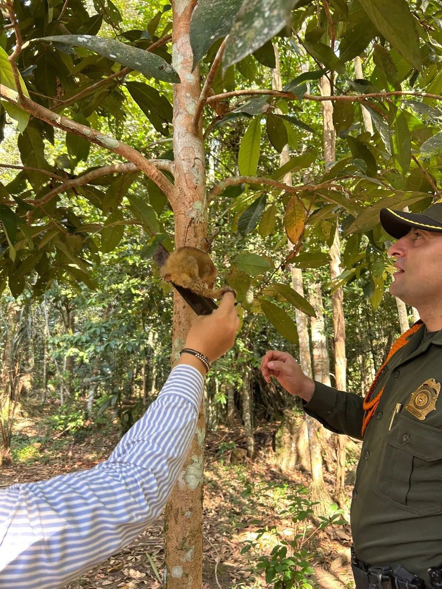 Corporación CDA tweet media