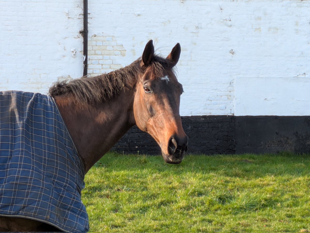 TingewickPotter's tweet photo. @MCYeeehaaa @CheltenhamRaces He's ticked the Champion Hurdle box already. Now let's enjoy seeing what else he can do. #glasshalffull #dualpurpose https://t.co/iyf6Zo87Wo
