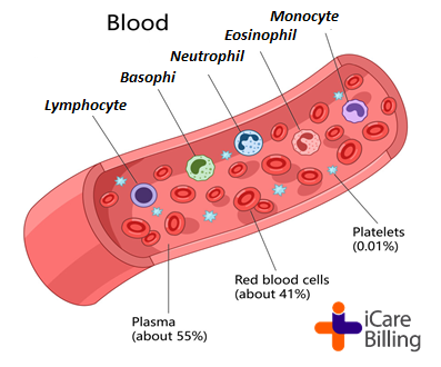 icarebilling's tweet photo. Blood is a specialized connective tissue, crucial life circulates throughout the body. It's comprised of plasma, red blood cells, white blood cells,  platelets. Blood is  specialized fluid that constantly flows throughout your body.     
#icarebilling, top #medicalbilling company https://t.co/IHt91SDf4e