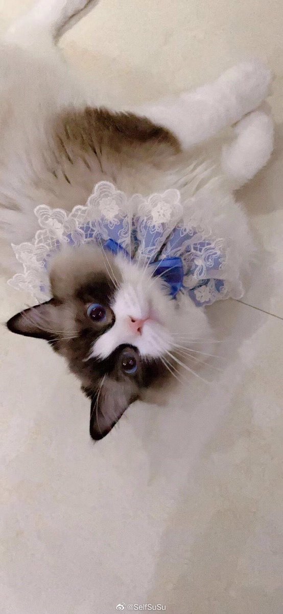 acervoyuuumi's tweet photo. Vocês conhecem essa princesinha? Essa é a Raccoon, a gatinha do Meiko (suporte da EDG). E o design da Yuumi na skin é inspirado nela!! https://t.co/kCKtmkSBjB