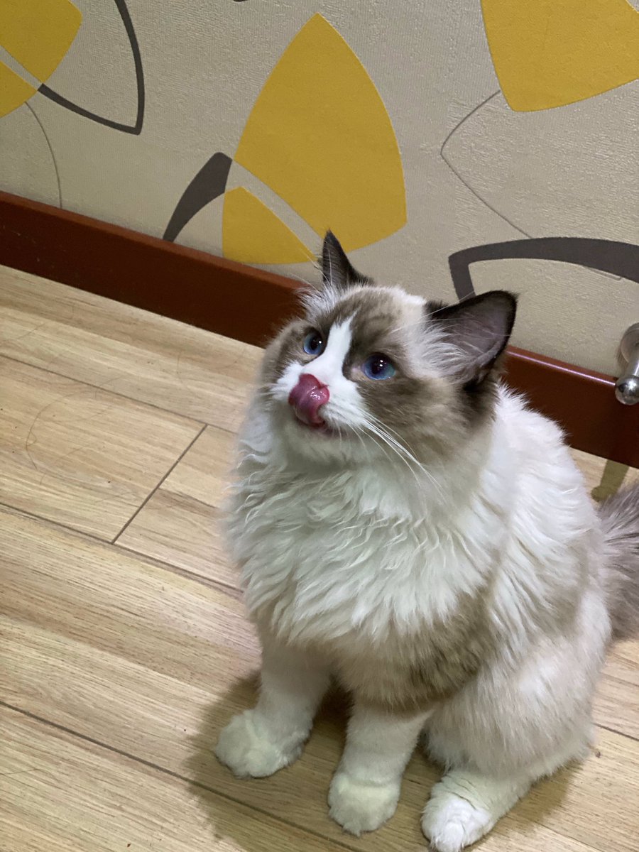 acervoyuuumi's tweet photo. Vocês conhecem essa princesinha? Essa é a Raccoon, a gatinha do Meiko (suporte da EDG). E o design da Yuumi na skin é inspirado nela!! https://t.co/kCKtmkSBjB