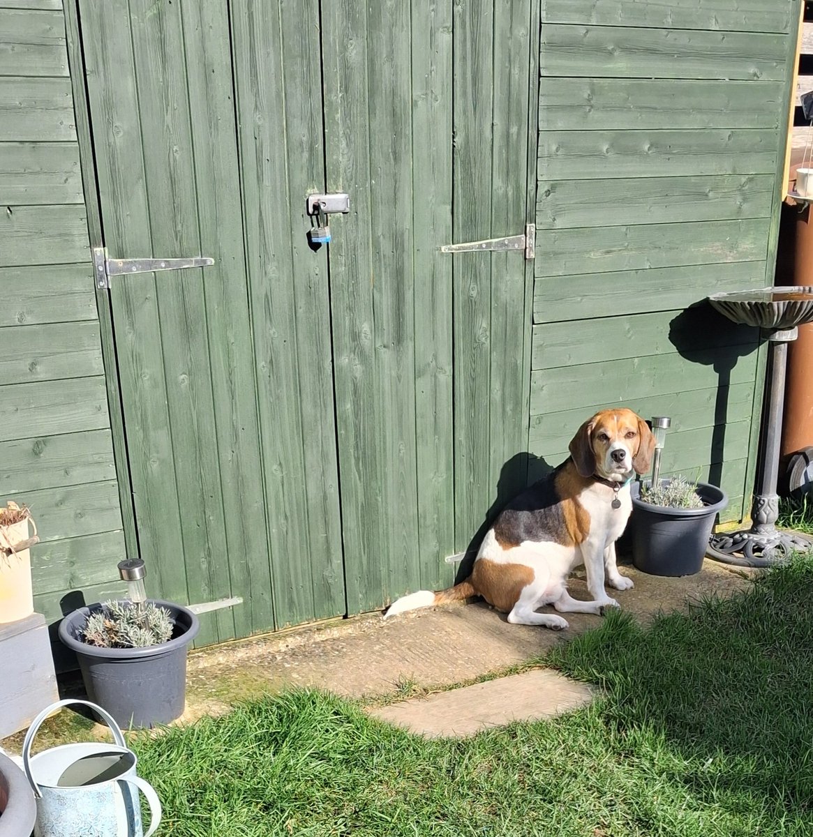 MrPercy Beagle tweet media