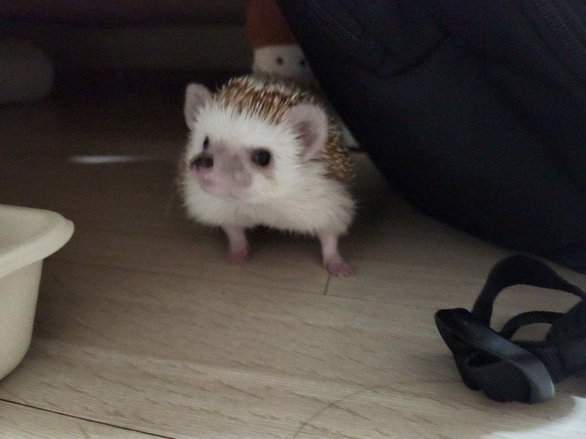 cabhedgehog's tweet photo. 엉니 양배추 마니 벌어와 https://t.co/PZEcUkRWtl