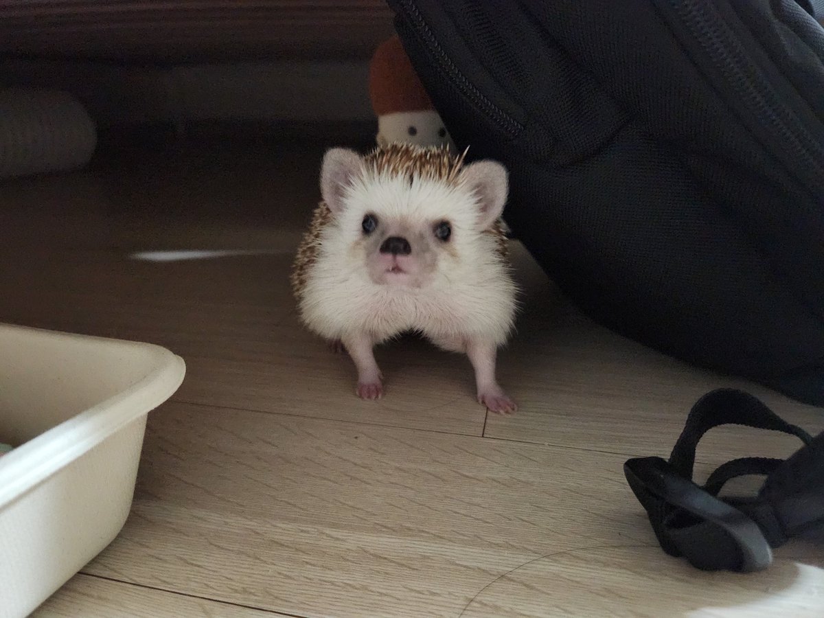 cabhedgehog's tweet photo. 엉니 양배추 마니 벌어와 https://t.co/PZEcUkRWtl