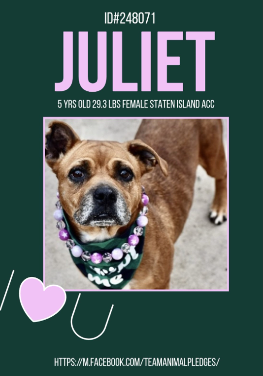Juliet🥰
#NewDogontheBlock  
nycacc.app/#/browse/248071 
#AdoptMe 

Poor Juliet💔
Throw away Momma found stray🔥
Very sweet &amp; social

Bring out a toy &amp; she glows
Experience the wonder of living outside a cage w/ Juliet
She has never had anything to treasure or call her own, give her