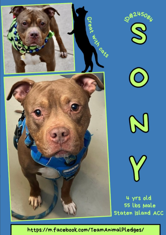 NMBewitched's tweet image. Sony🥰😻 
#NewDogontheBlock 
nycacc.app/#/browse/245084 
#AdoptMe 

Glowing notes for Sony
Outgoing, social &amp;amp; adventurous  
Loves his toys, games 
He loves fun whether it is at home or an outing
Responds to Spanish &amp;amp; English for commands 
He lived w/ a feline buddy