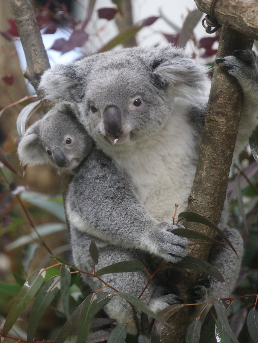 ミラちゃんとポルちゃん🐨

お名前決定おめでとう☺️✨

#コアラ　#ミラ　#ポル
#埼玉県こども動物自然公園