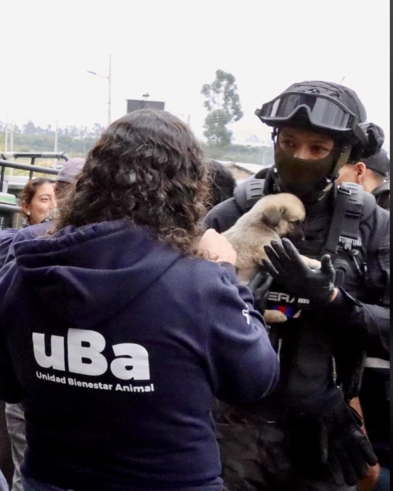 amcquito's tweet photo. 🗞️ #BoletínDePrensa |🚨 #NoLeyCOOTAD 

👀La reforma al COOTAD pone en riesgo la capacidad de control en Quito.

👮‍♂️ La AMC opera con apenas 84 funcionarios en campo para una ciudad de 2,6 millones de habitantes y más de 450 infracciones bajo su competencia:
👉🏻 Quebradas
👉🏻 Construcciones ilegales
👉🏻 Espacio público
👉🏻 Publicidad exterior
👉🏻 Libadores
👉🏻 Actividades económicas
👉🏻 Maltrato animal.
👉🏻 Entre otras infracciones 

📊 Aun con equipos reducidos, hemos incrementado resultados:
🔹 11.000 operativos anuales en promedio
🔹 5.382 sanciones a libadores en 2025 (44 veces más que en 2019)

⚠️ Reducir o limitar el fortalecimiento del personal significaría:
❌ Menor control
❌ Menor capacidad de respuesta
❌ Afectación directa a la seguridad y convivencia.

📲 Lee la nota completa ⬇️
https://t.co/snxahzw3gO

🛂 Con orden y control,
#QuitoRenace
#QuitoNoSeDetiene