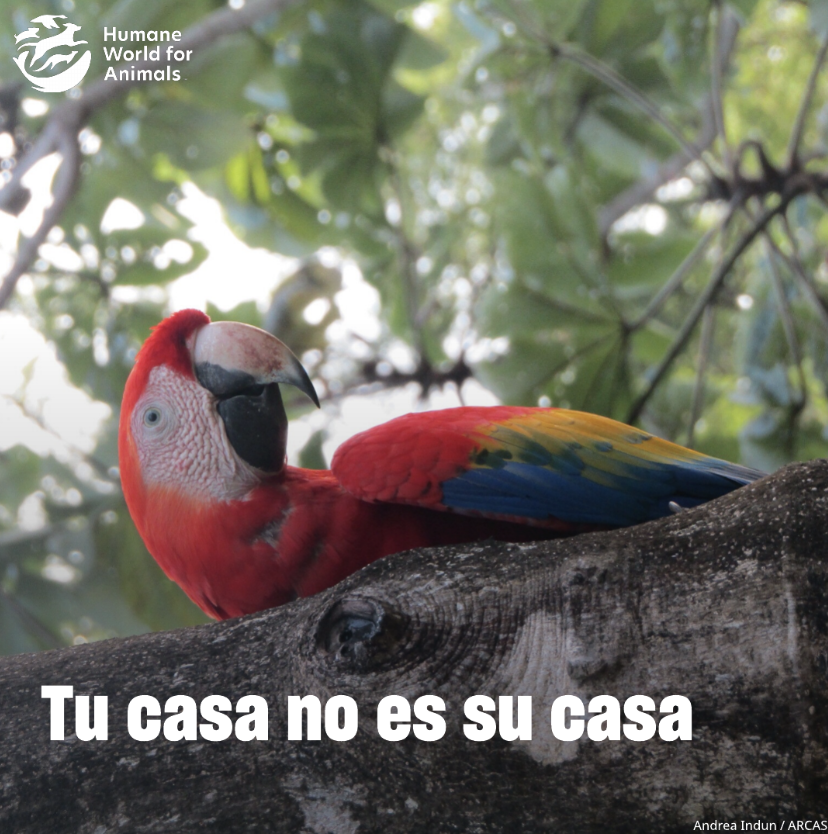 Humane World for Animals Mexico tweet media