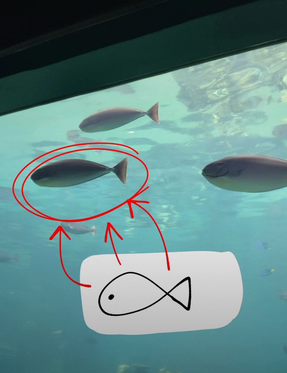 fish (@kindfishfriend) on Twitter photo 