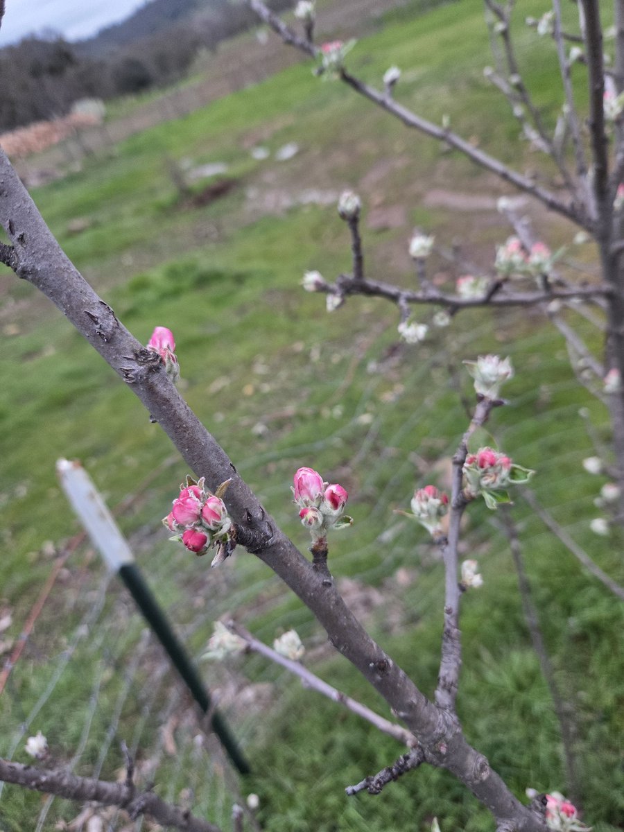 Gift of Trees of Draught of Barrel tweet media